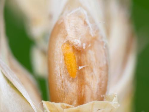 Cécidomyie orangée du blé (Sitodiplosis mosellana)_5