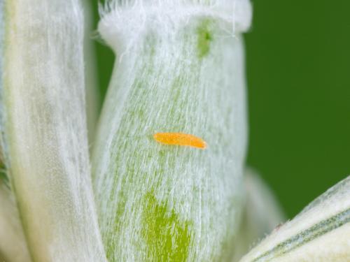 Cécidomyie orangée du blé (Sitodiplosis mosellana)_6