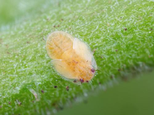 Psylle de la pomme de terre (Bactericera cockerelli)_9