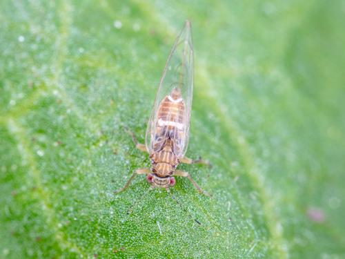 Psylle de la pomme de terre (Bactericera cockerelli)_11