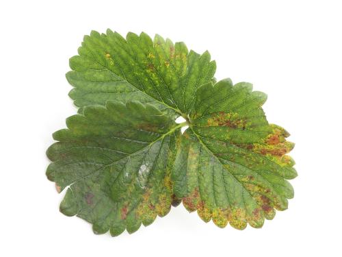 Fraise - Tache angulaire (Xanthomonas fragariae)