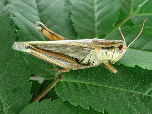 Criquet birayé (Melanoplus bivittatus)_1