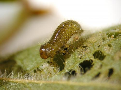 Galéruque de l'airelle (Tricholochmaea vaccinii)_2