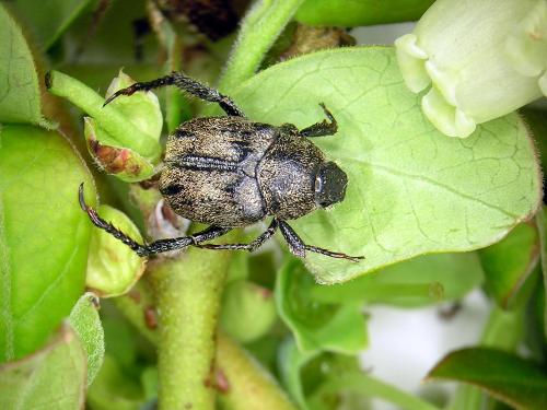 Hoplia trifasciata_1