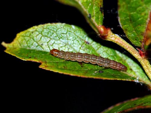 Lieuse à bandes rouges (Aroga trialbamaculella)_2