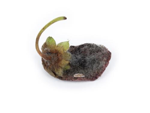 Fraise - Moisissure grise (Botrytis cinerea)