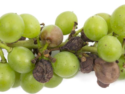 Vigne (raisin) - Pourriture noire (Phyllosticta ampelicida)_2