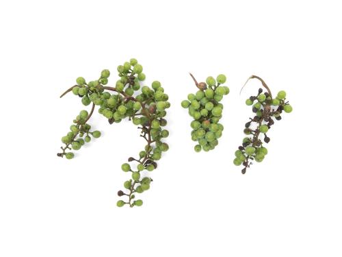 Vigne (raisin) - Pourriture noire (Phyllosticta ampelicida)_4