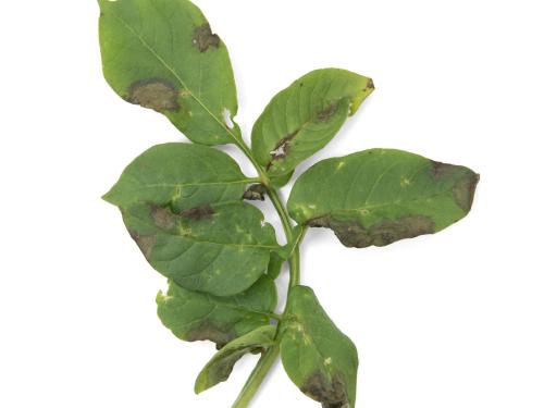 Pomme de terre - Mildiou (Phytophthora infestans)