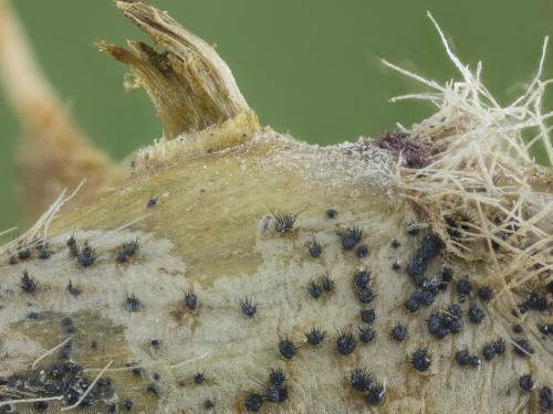 Soya - Anthracnose (Colletotrichum truncatum)