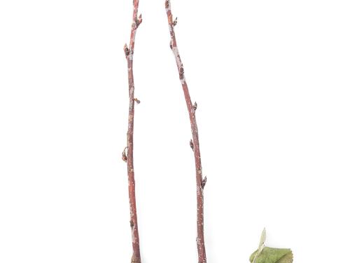 Amélanchier - Rouille (Gymnosporangium sp.)