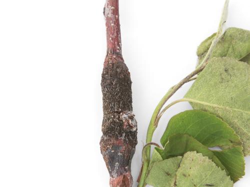 Amélanchier - Rouille (Gymnosporangium sp.)