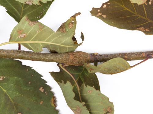 Amélanchier - Rouille (Gymnosporangium sp.)