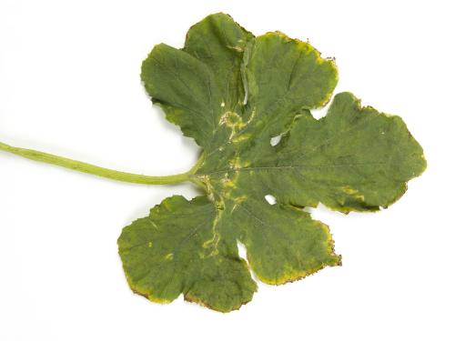 Courges - atrazine (5)_2