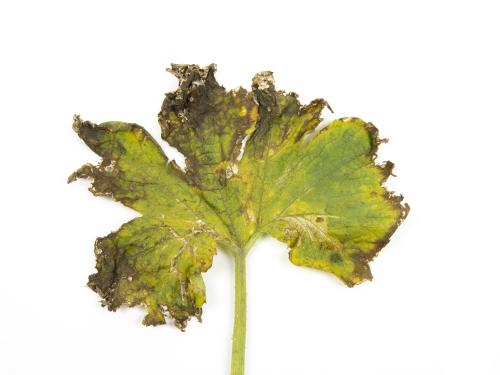 Courges - atrazine (5)_4