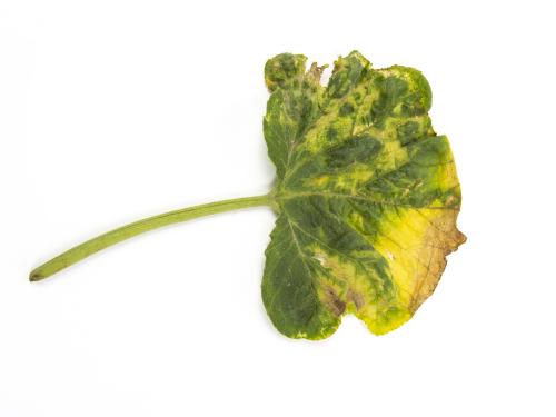 Courges - atrazine (5)_5