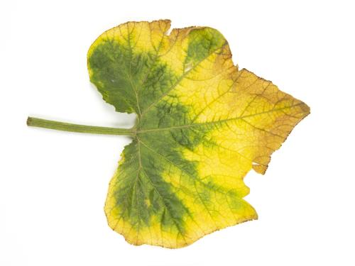 Courges - atrazine (5)_7