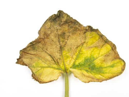 Courges - atrazine (5)_9