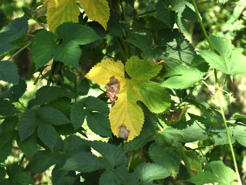 Houblon - Brûlure à halo (Diaporthe humulicola)_1