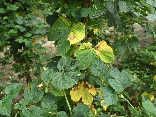 Houblon - Brûlure à halo (Diaporthe humulicola)_3