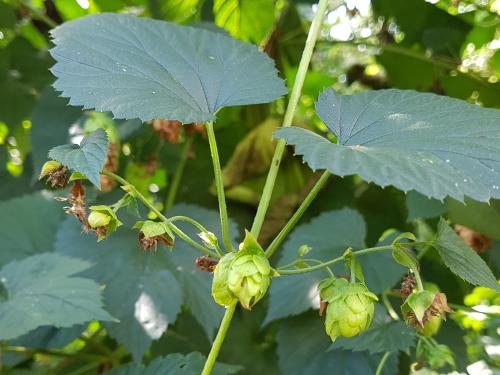 Houblon - Brûlure à halo (Diaporthe humulicola)_6