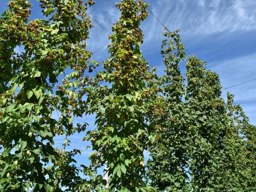 Houblon - Brûlure à halo (Diaporthe humulicola)_5