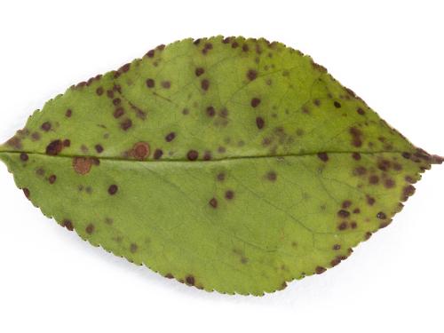 Cerise - Tache foliaire (Blumeriella jaapii)_9