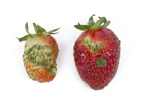 Fraise - Phyllodie_2