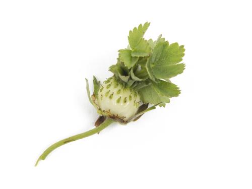 Fraise - Phyllodie_3