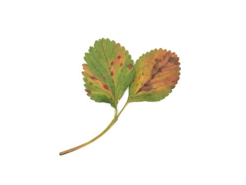Fraise - Brûlure des feuilles (Paraphomopsis obscurans)_1
