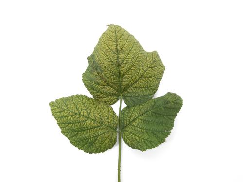 Framboise - pH bas (acide)_1