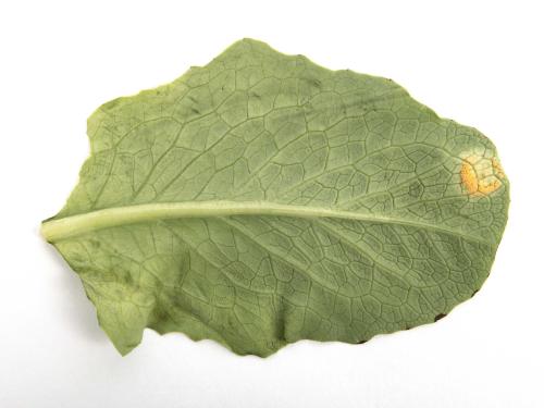 Laitues - Rouille (Puccinia sp.)_1