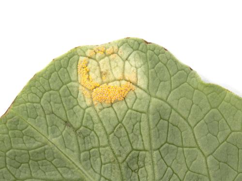 Laitues - Rouille (Puccinia sp.)_2