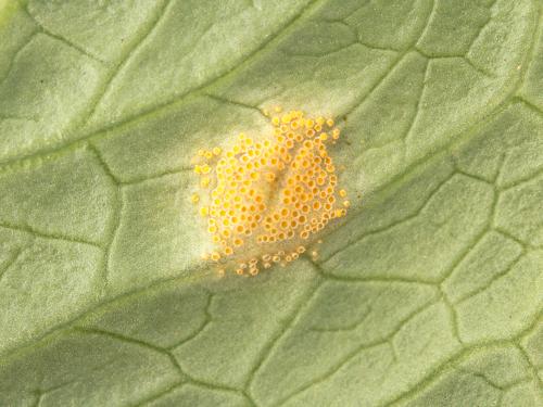 Laitues - Rouille (Puccinia sp.)_3