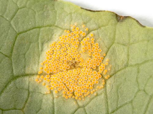Laitues - Rouille (Puccinia sp.)_4