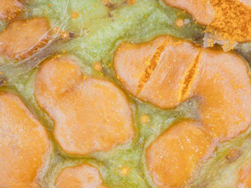 Mûre - Rouille orangée (Arthuriomyces peckianus)_1