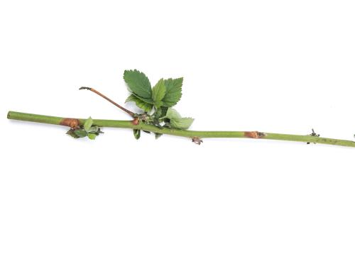 Mûre - Chancre de la tige (Botrytis cinerea)_1