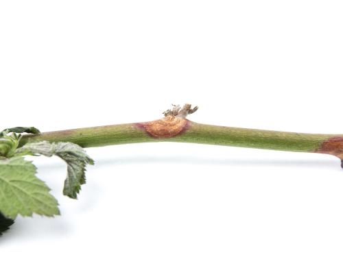 Mûre - Chancre de la tige (Botrytis cinerea)_2