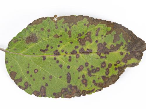 Pomme - Chute des feuilles causée par Marssonina (Diplocarpon coronariae)