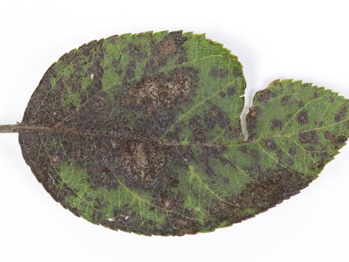 Pomme - Chute des feuilles causée par Marssonina (Diplocarpon coronariae)