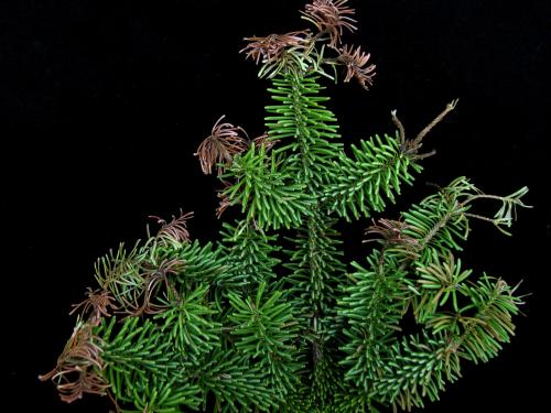 Arbres de Noël (sapins) - Brûlure des pousses (Delphinella sp.)