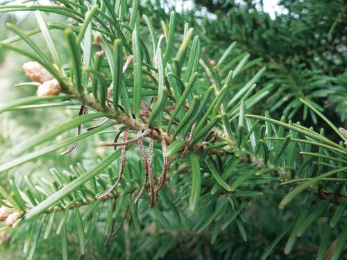 Arbres de Noël (sapins) - Brûlure des pousses (Delphinella sp.)