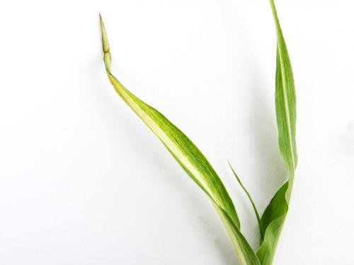 Maïs sucré_glyphosate (9)_2