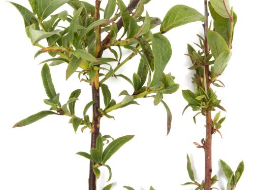 Bleuet en corymbe_glyphosate (9)_6