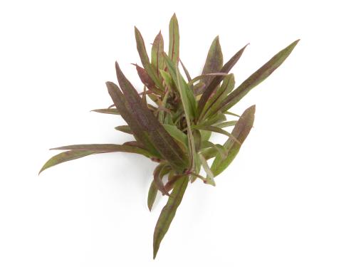 Bleuet en corymbe_glyphosate (9)_7
