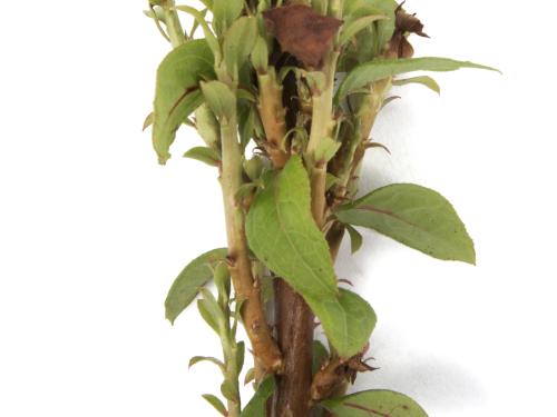 Bleuet en corymbe_glyphosate (9)_9