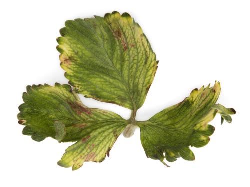 Fraise - glyphosate (9)_28