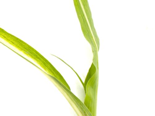 Maïs sucré_glyphosate (9)_3