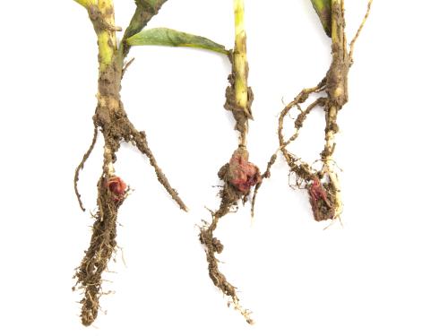 Maïs sucré_glyphosate (9)_4