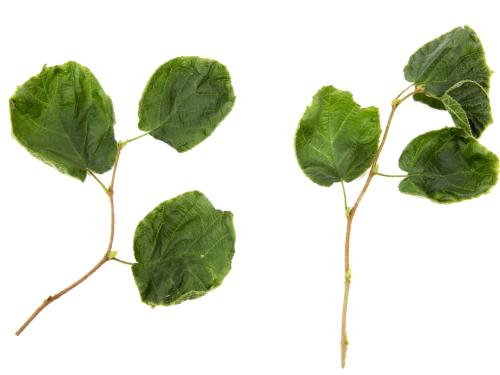 Noisetier - dicamba (4)_1